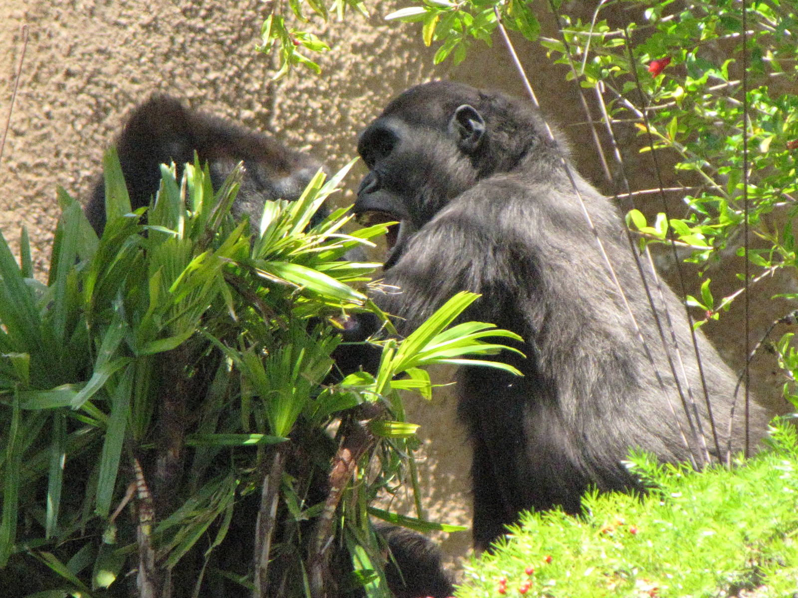 Western Lowland Gorillas