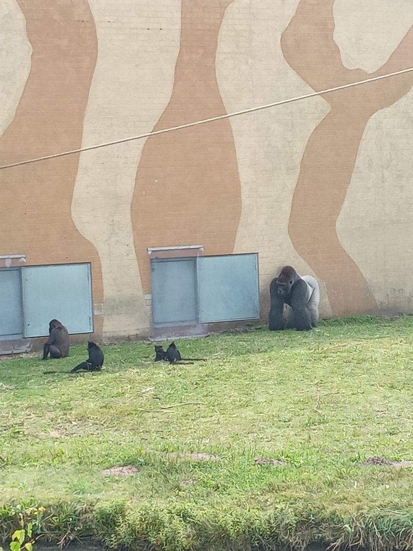 Western Lowland Gorillla & Mangaby