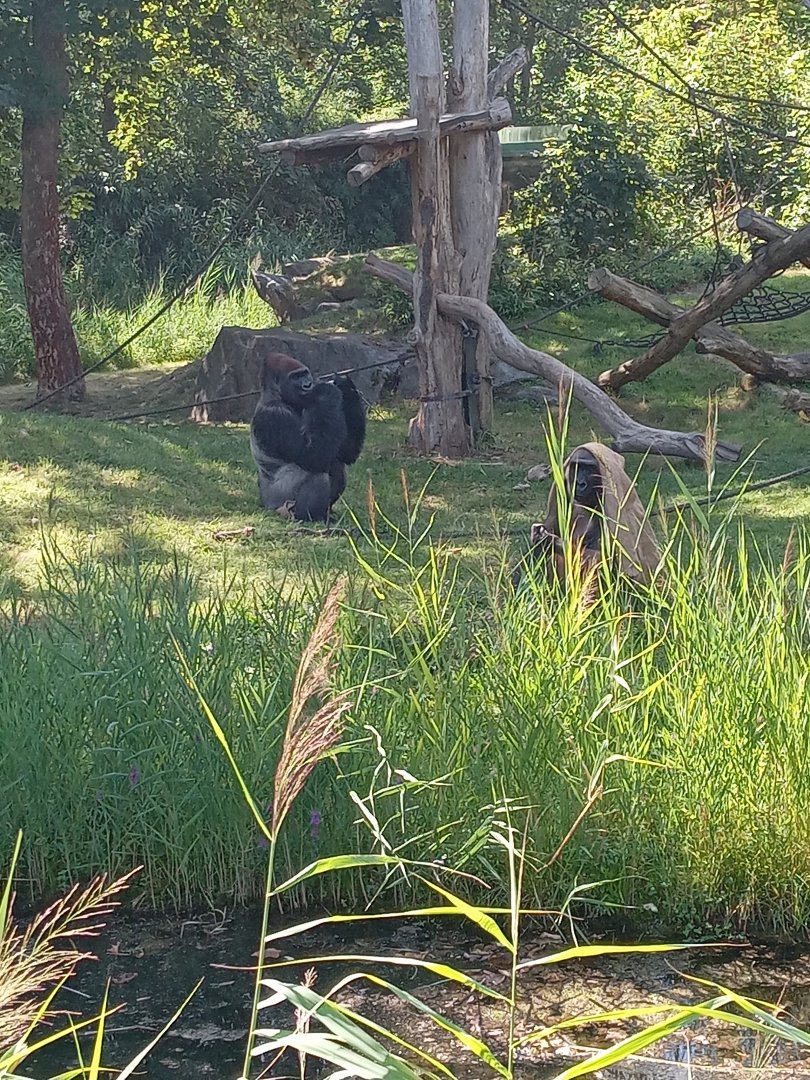 Western Lowland Gorillla