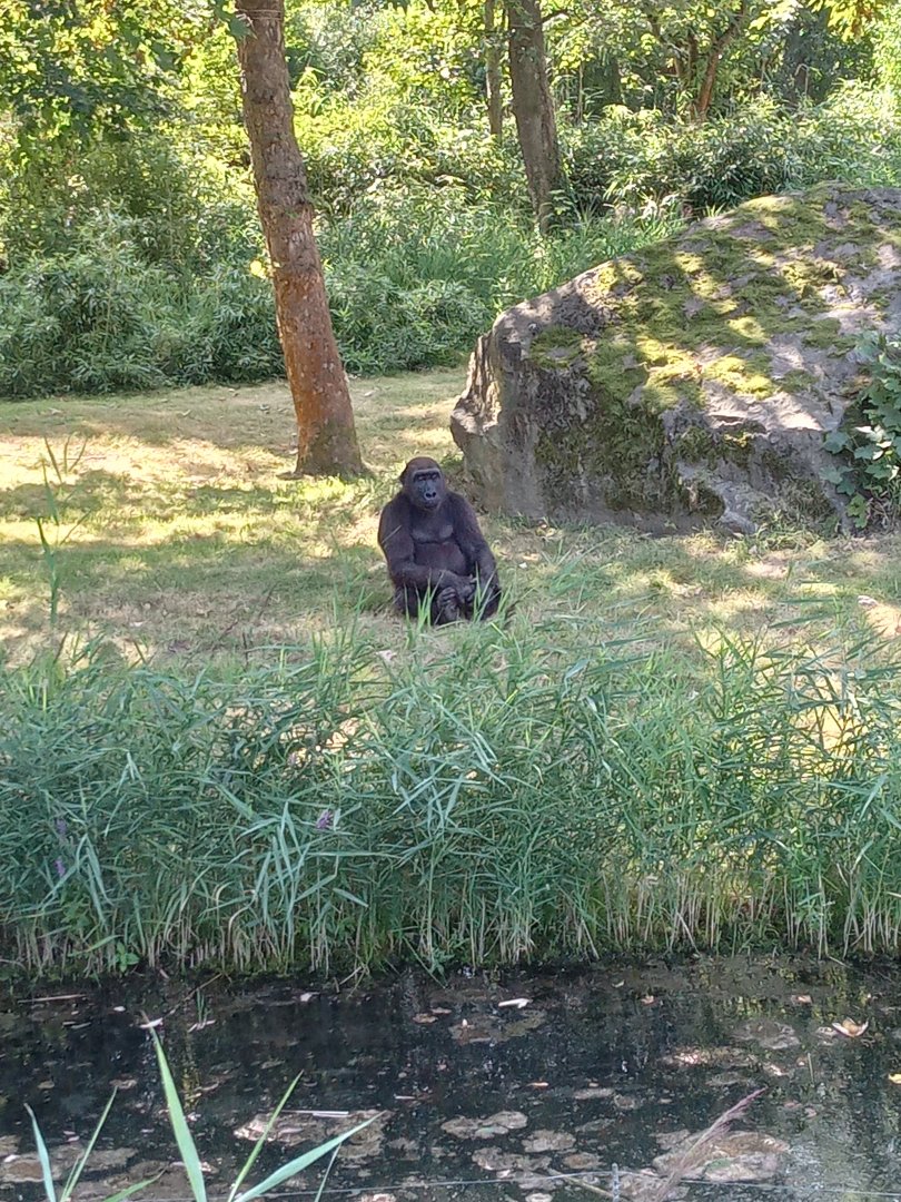Western Lowland Gorillla