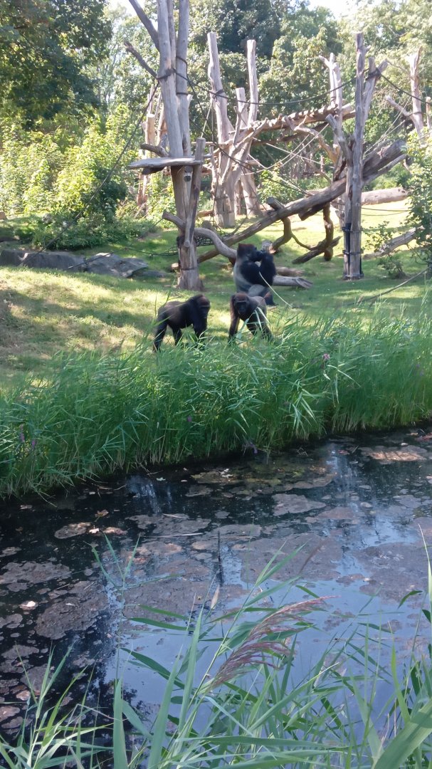 Western Lowland Gorillla