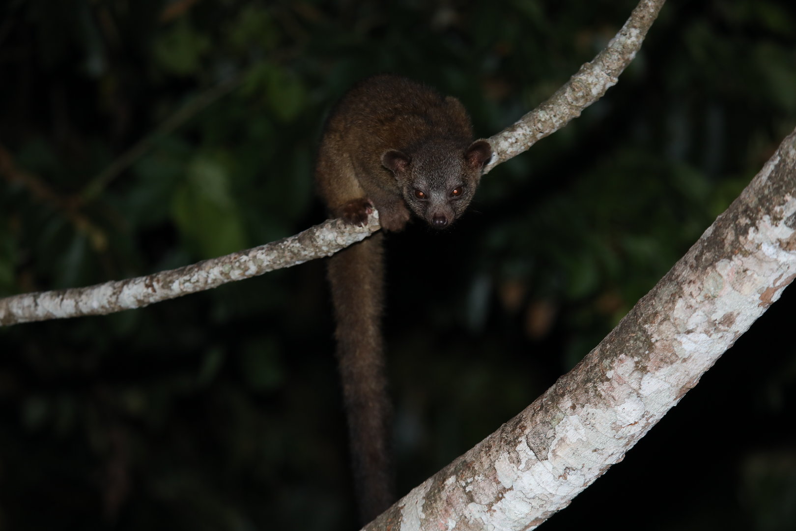 western lowland olingo (Bassaricyon medius)