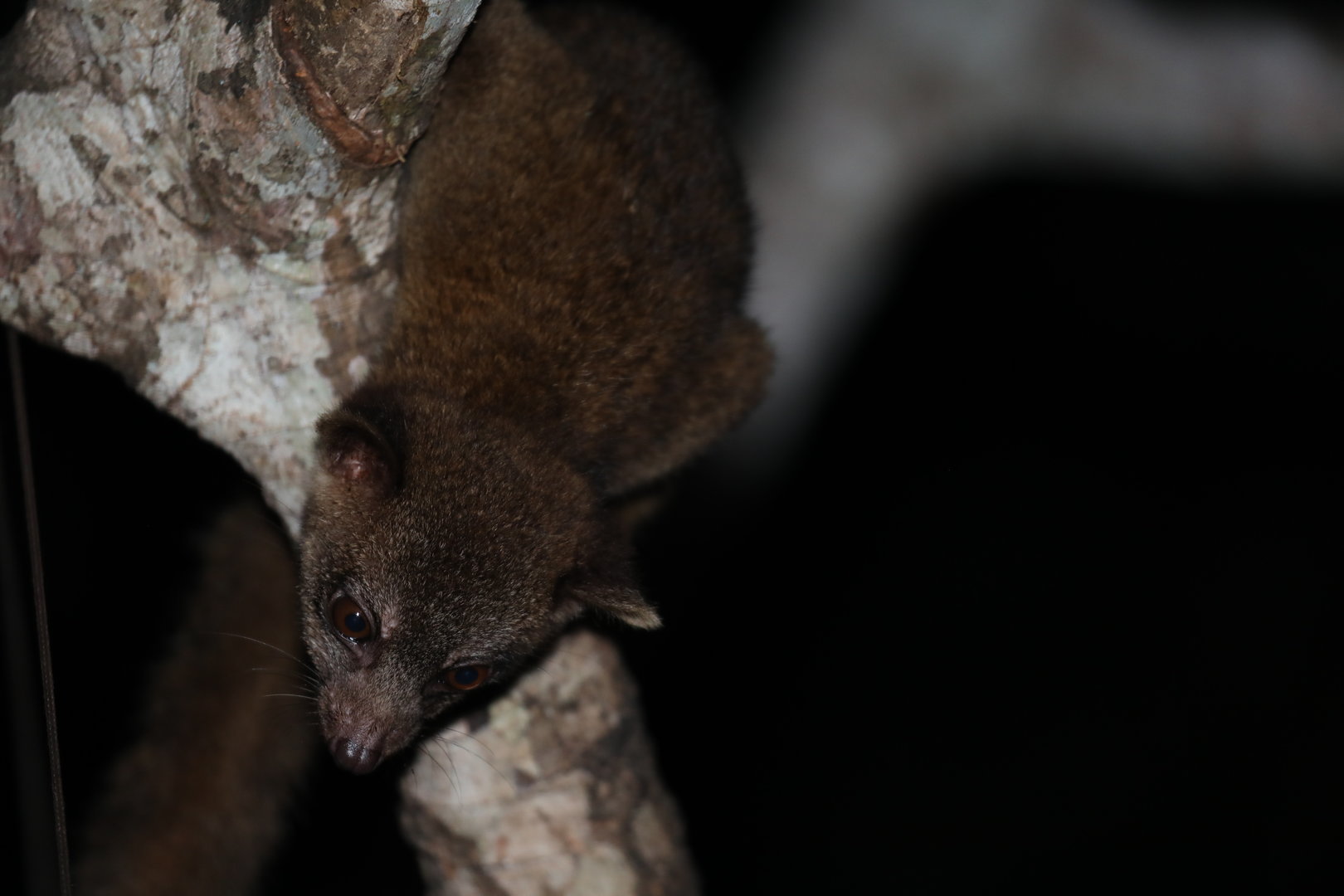 western lowland olingo (Bassaricyon medius)