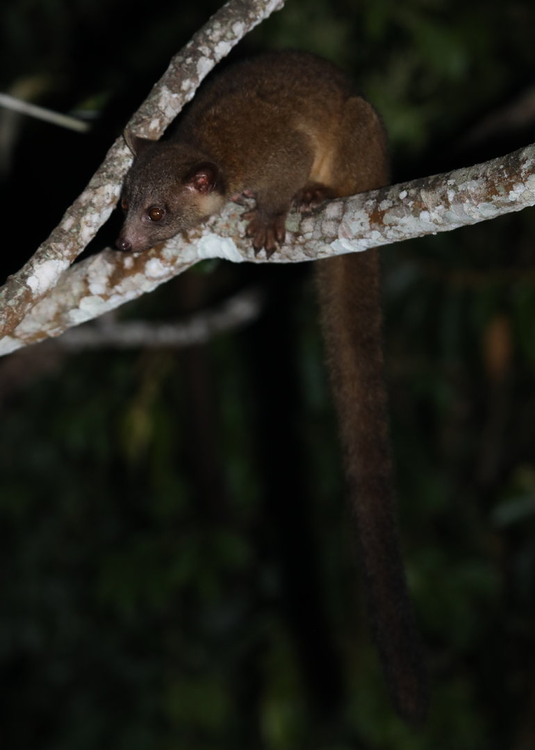 western lowland olingo (Bassaricyon medius)