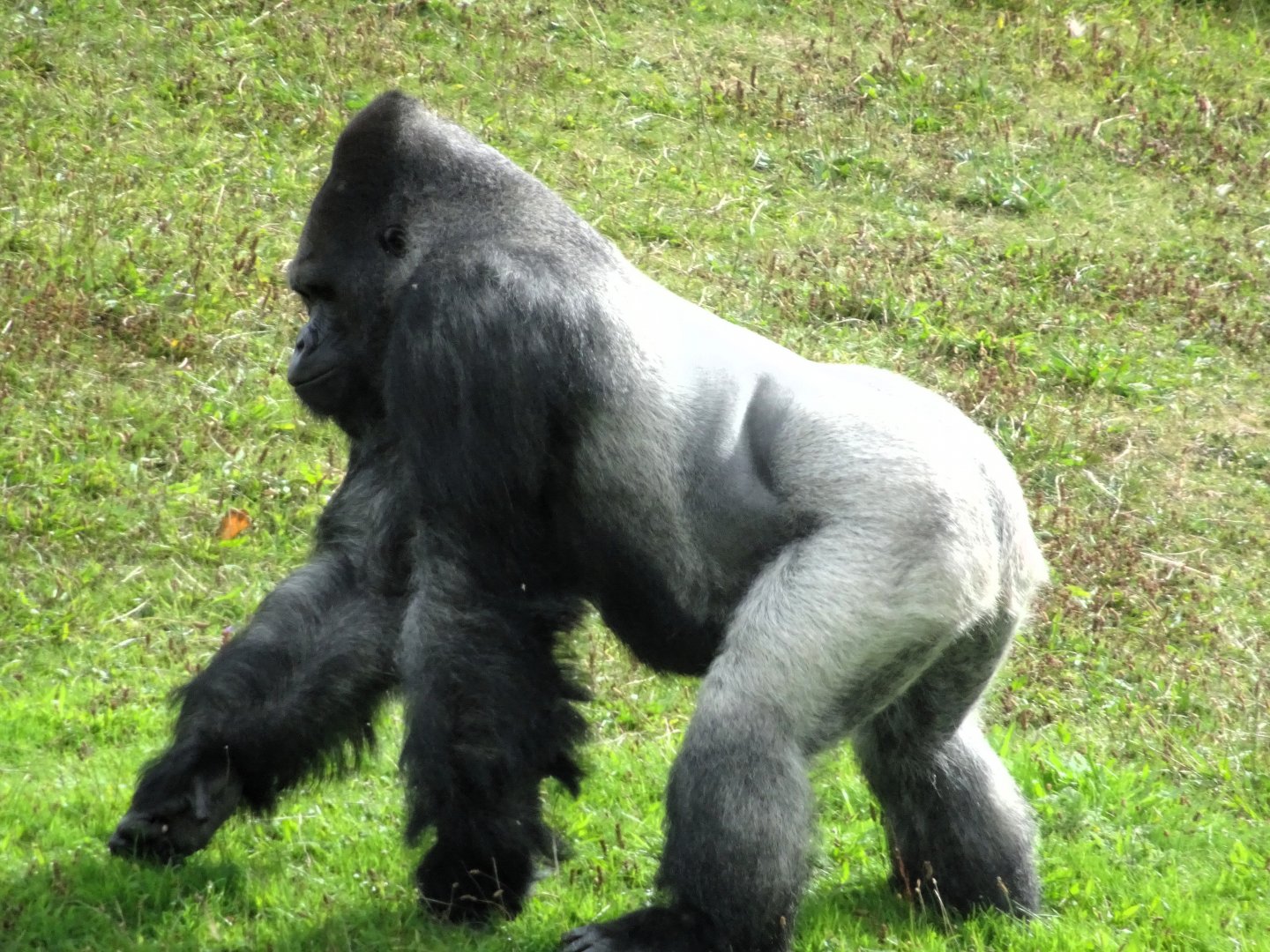 Western Lowland Silverback Gorilla 31 August 2025