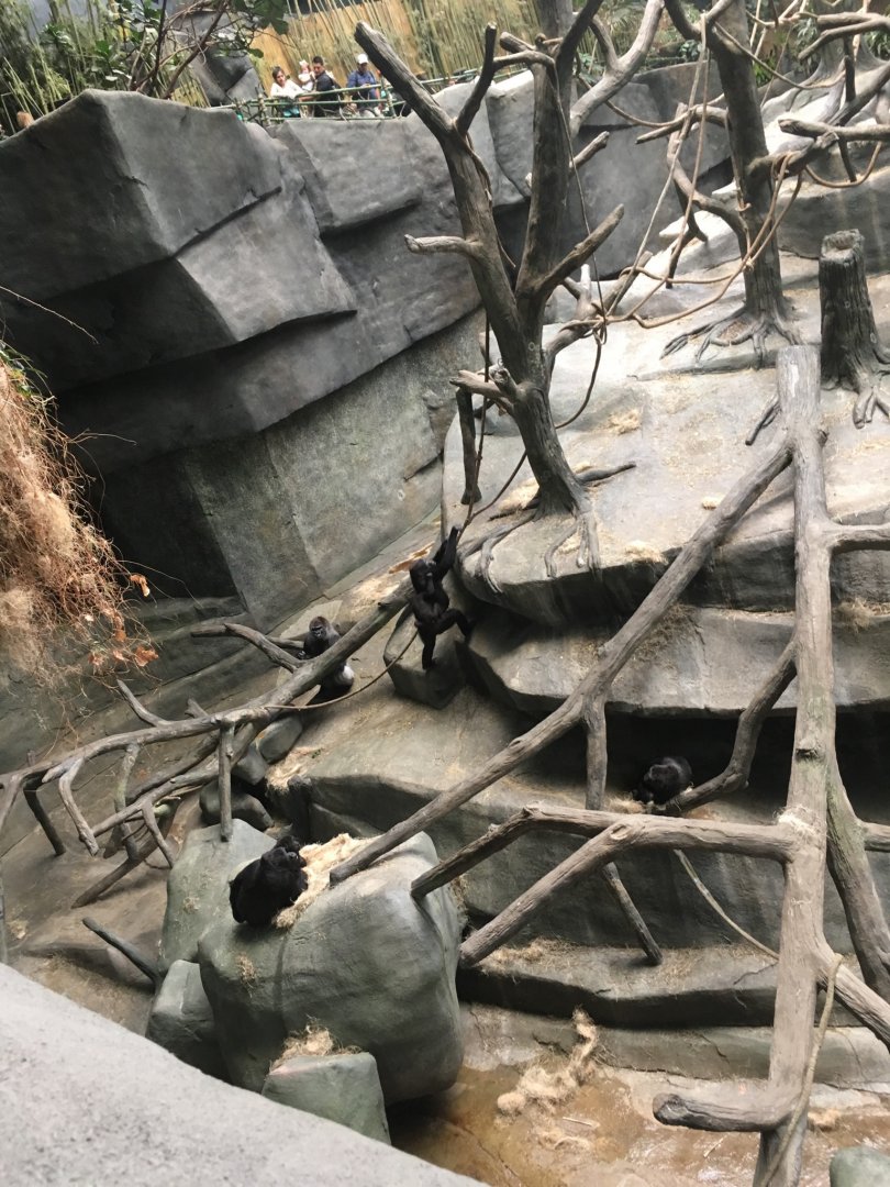 Western Lowlans Gorillas | Brookfield Zoo