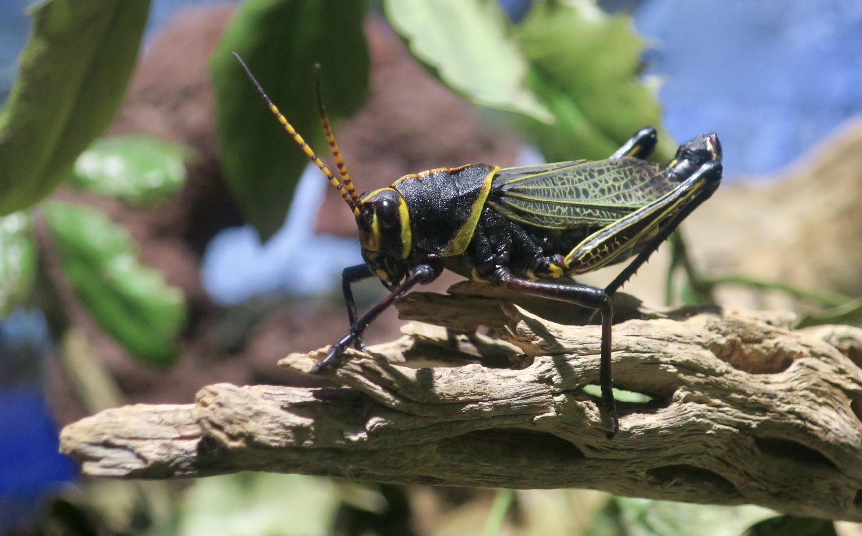 Western Lubber Grasshopper (Taeniopoda eques)