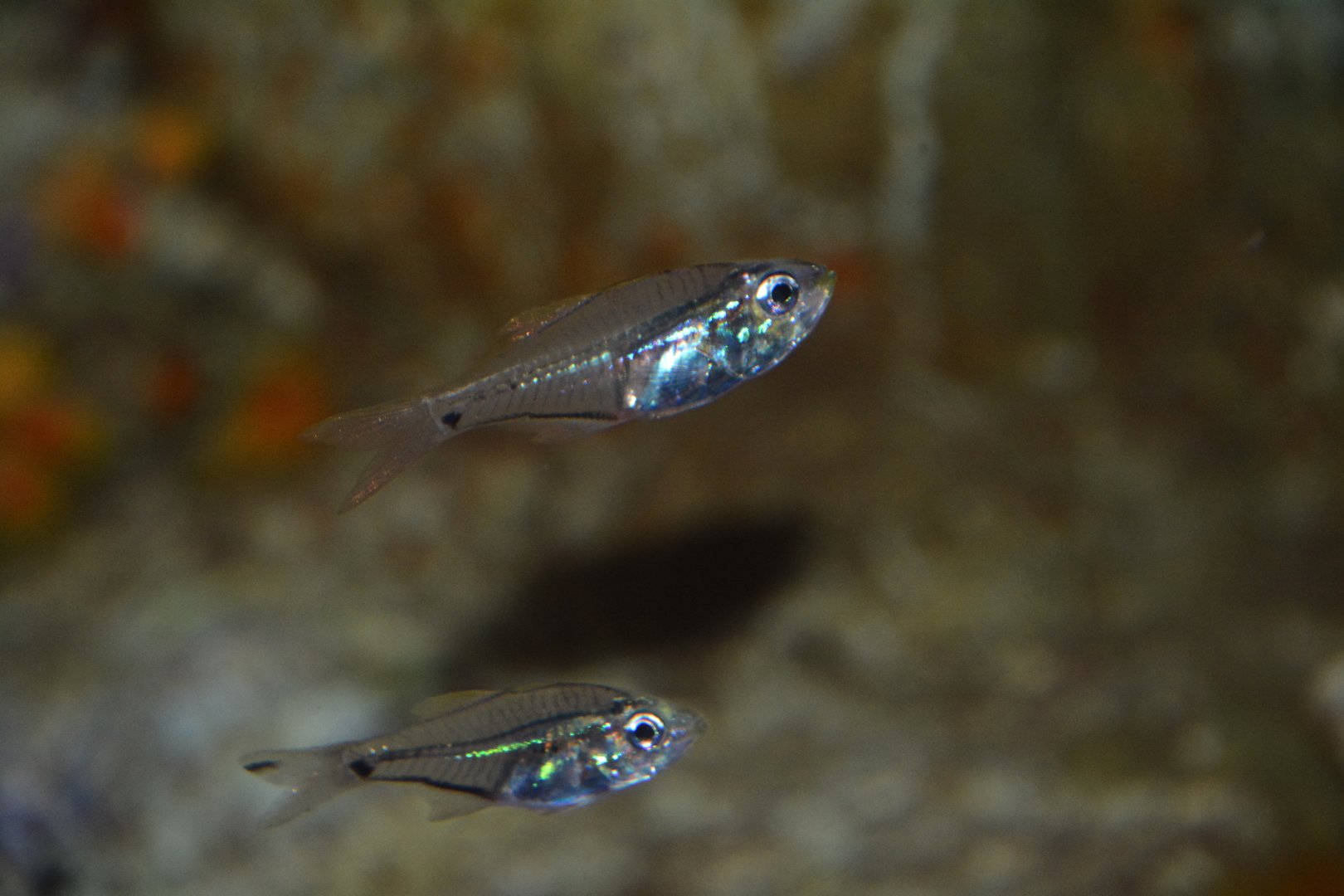 Western luminous cardinalfish (Rhabdamia novaluna)