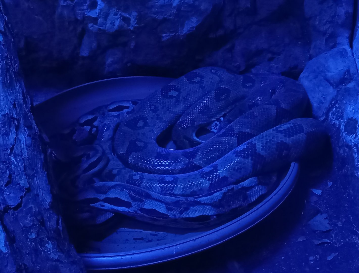 Western Madagascar boa - Sanzinia volontany