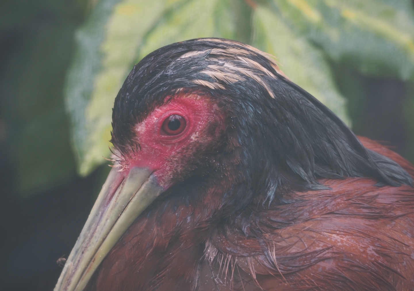 Western Madagascar crested ibis (Lophotibis cristata urschi), 2024-05-22