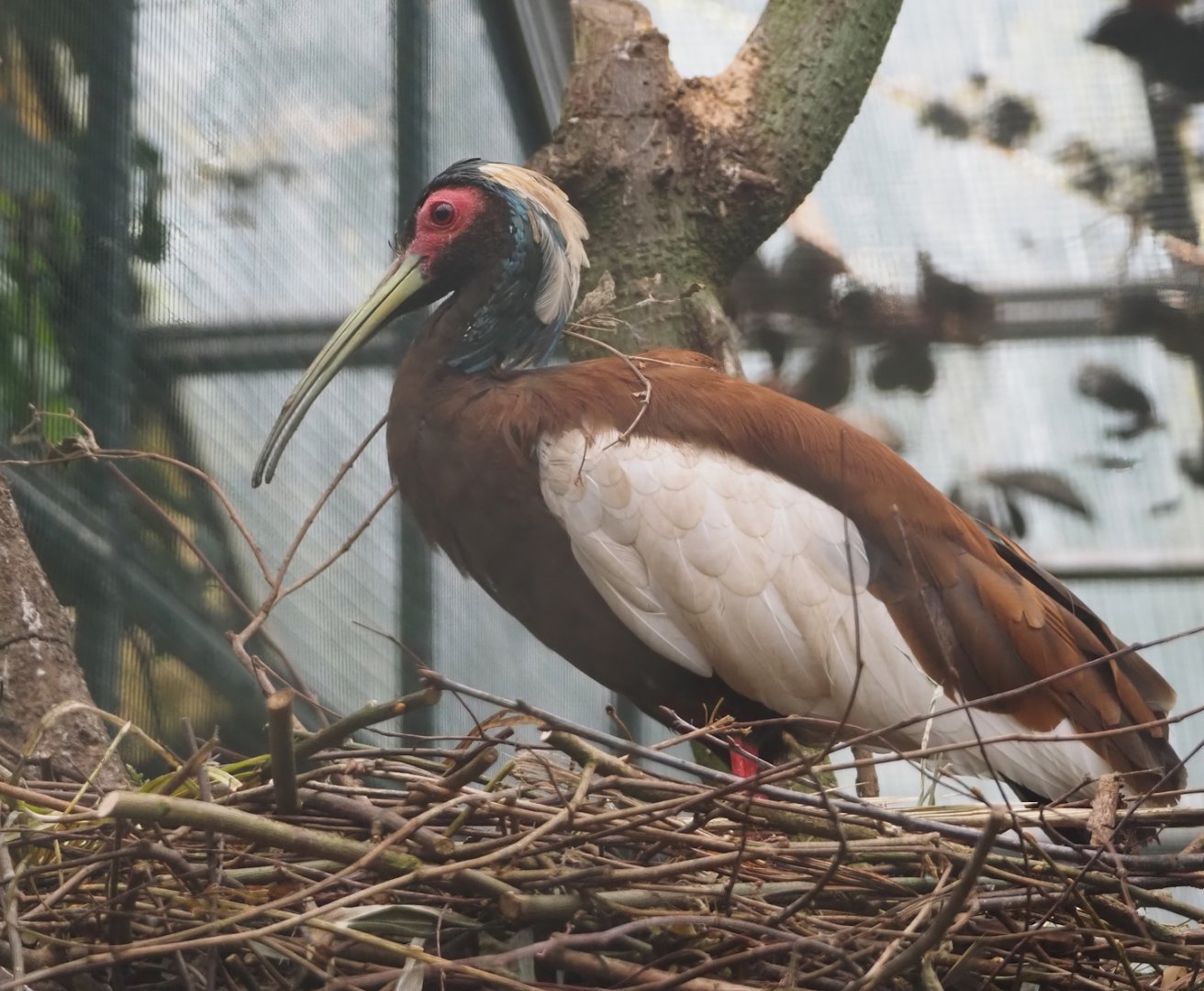 Western Madagascar crested ibis (Lophotibis cristata urschi), 2024-05-22