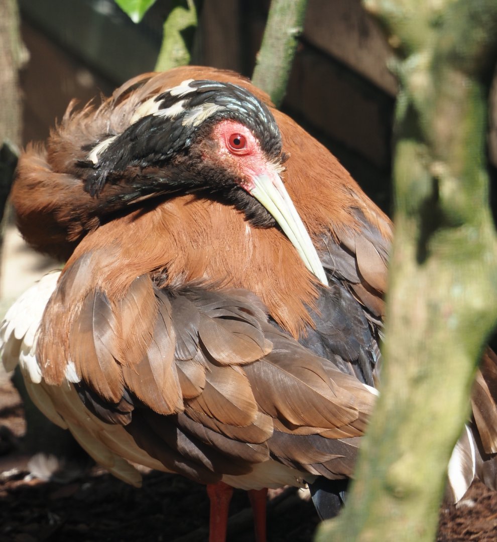 Western Madagascar crested ibis (Lophotibis cristata urschi), 2024-05-23