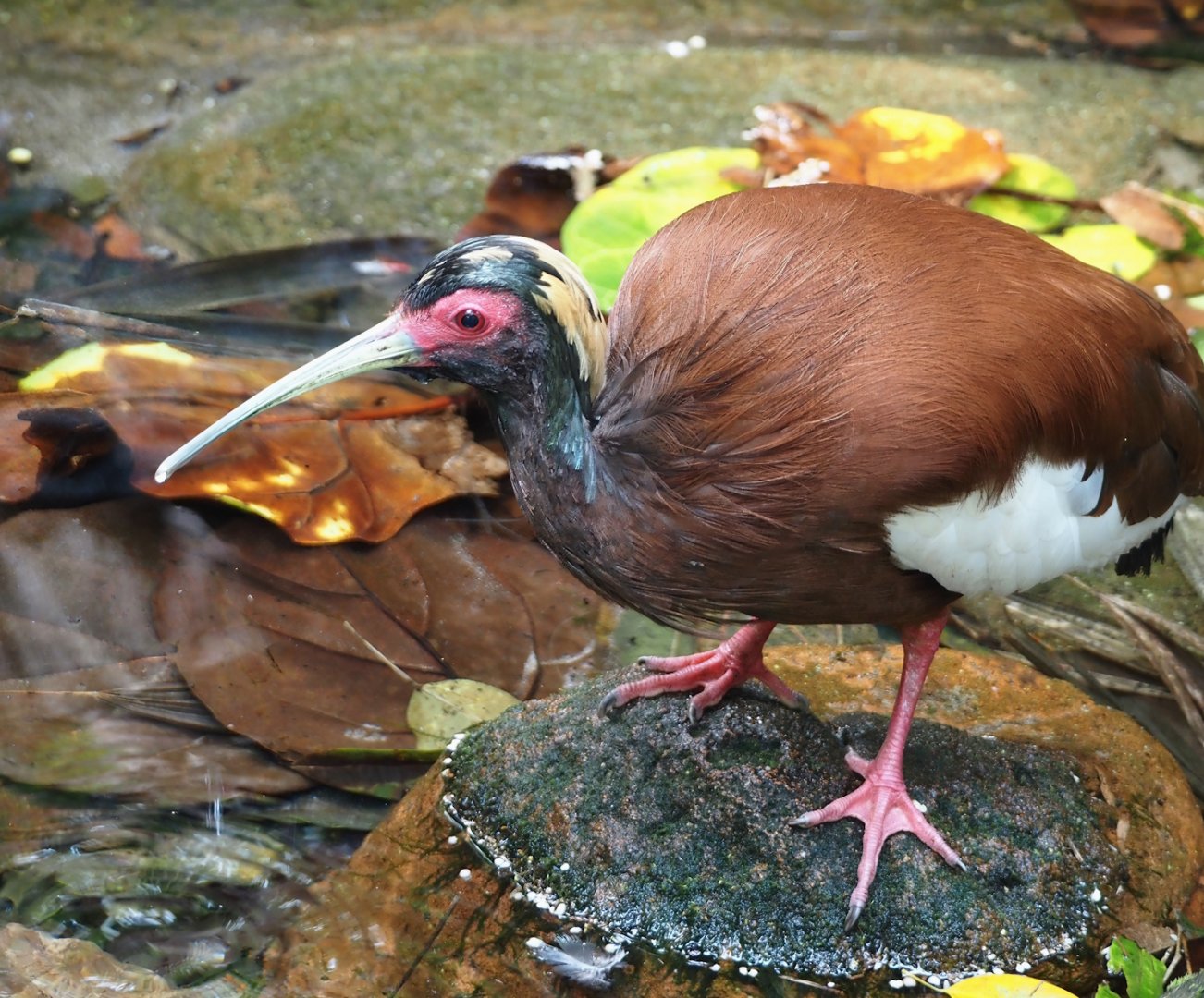 Western Madagascar crested ibis (Lophotibis cristata urschi), 2024-06-23