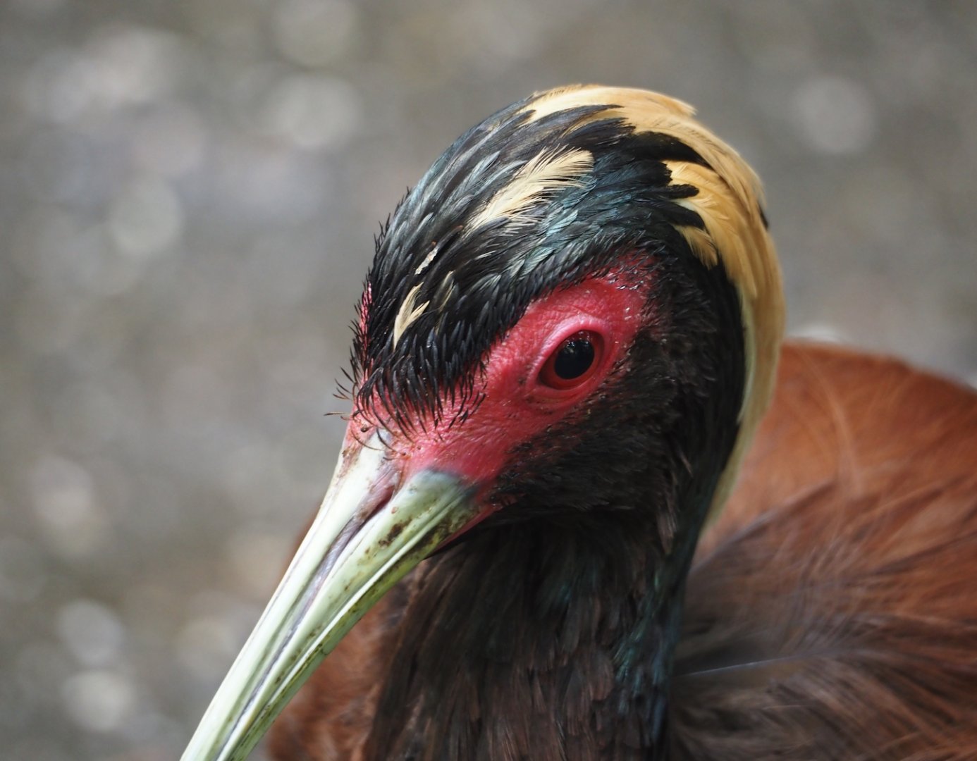 Western Madagascar crested ibis (Lophotibis cristata urschi), 2024-06-23