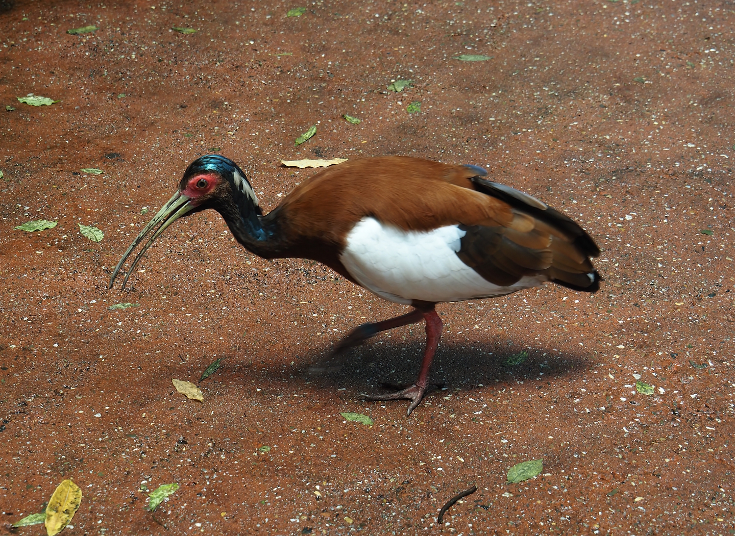 Western Madagascar crested ibis (Lophotibis cristata urschi), 2025-05-17