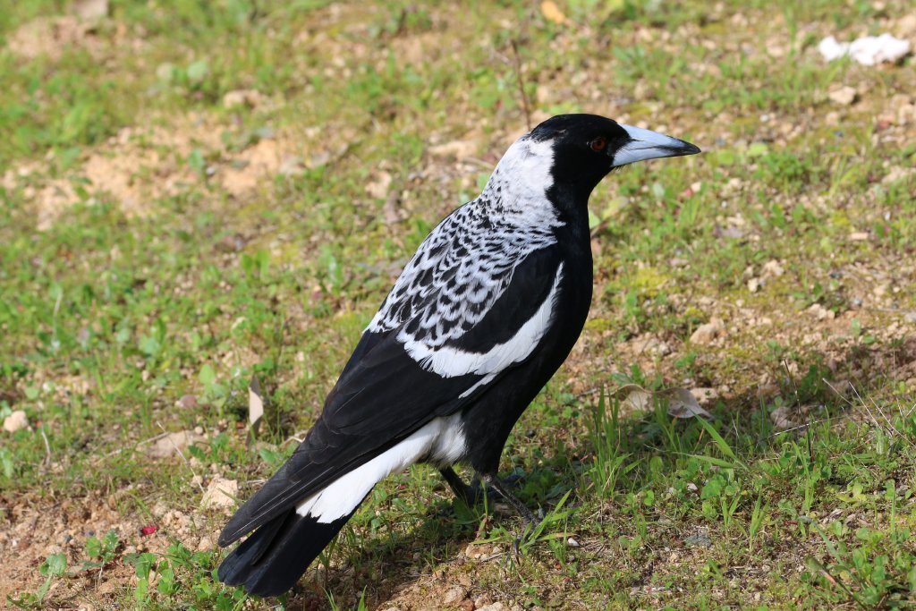 Western Magpie
