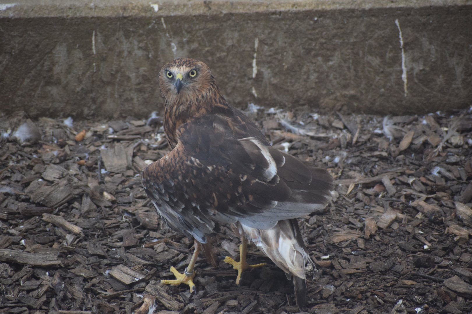 Western marsh harrier - paraZOO Vlašim