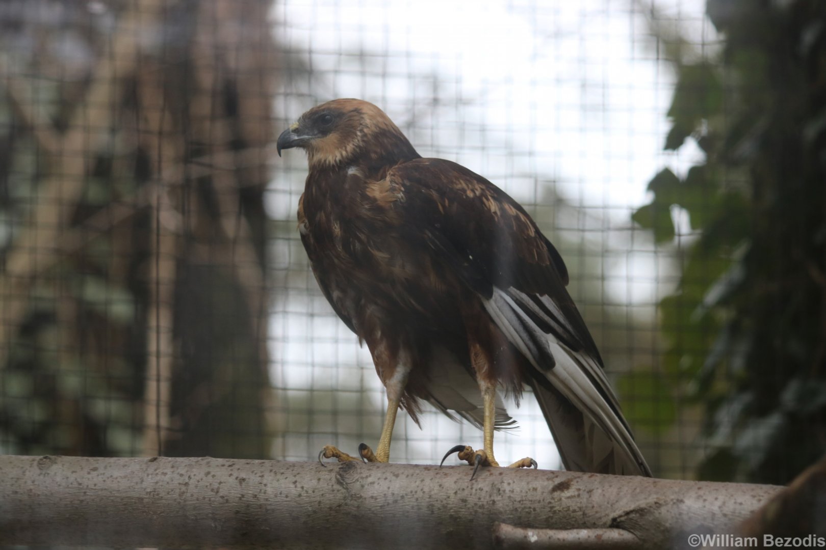 Western Marsh Harrier