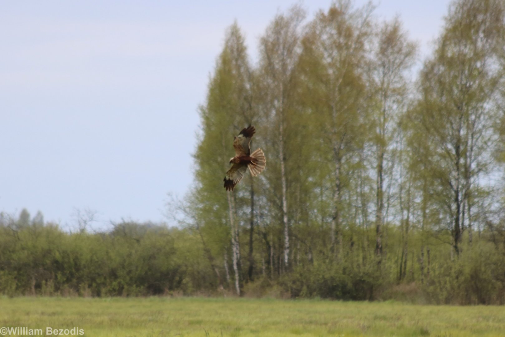 Western Marsh Harrier