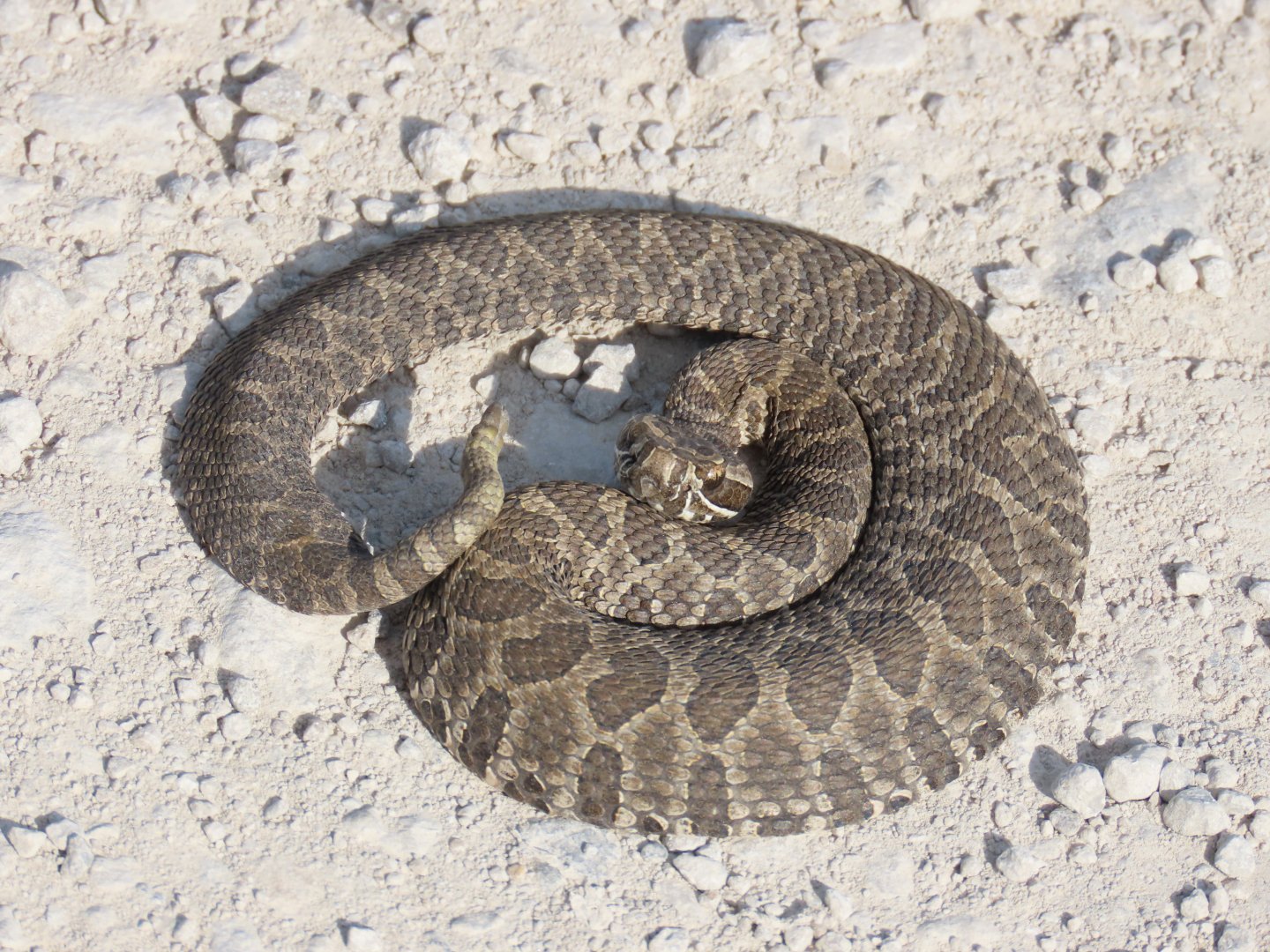 Western Massasauga (Sistrurus tergeminus)