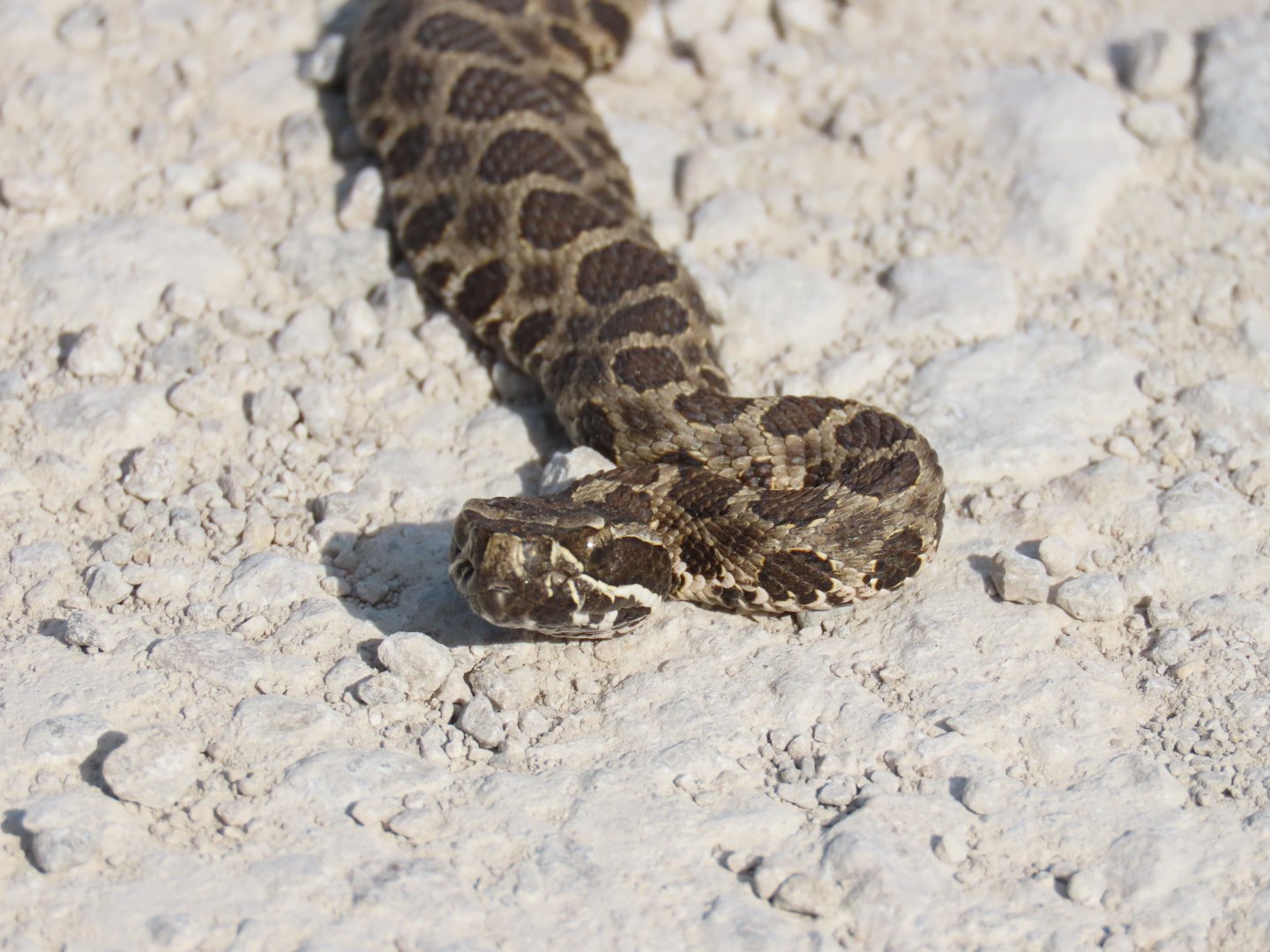 Western Massasauga (Sistrurus tergeminus)