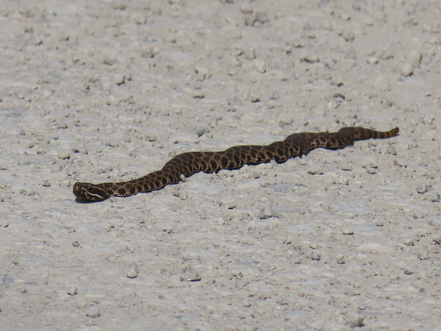Western Massasauga (Sistrurus tergeminus)