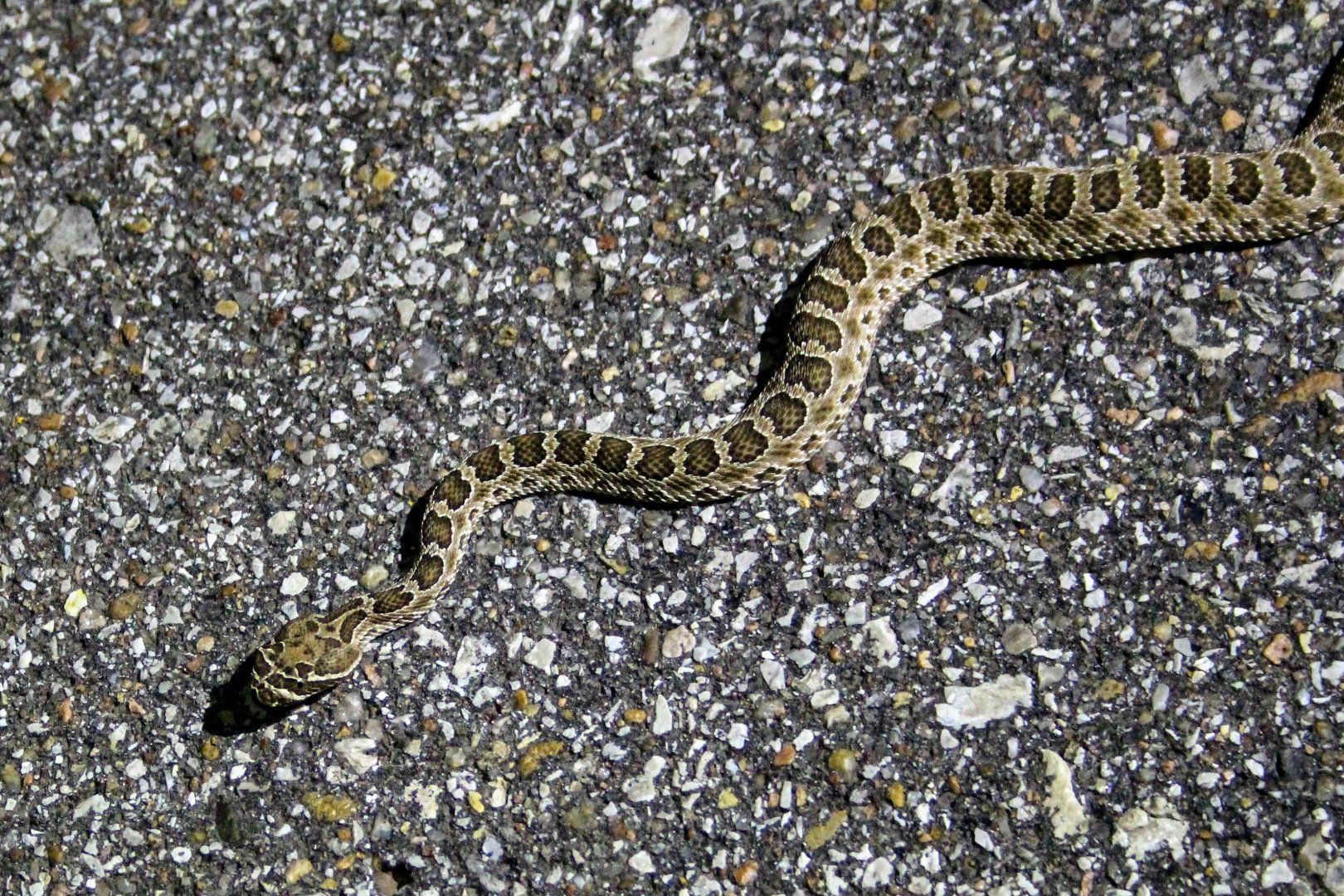 Western Massasauga