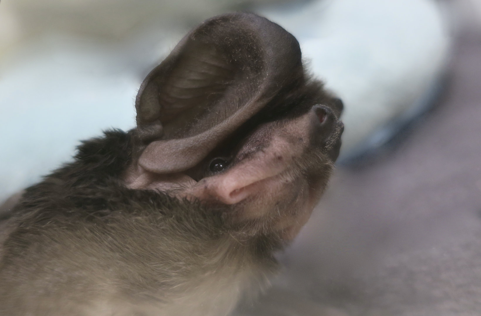 Western Mastiff Bat (Eumops perotis californicus) "Cloud"