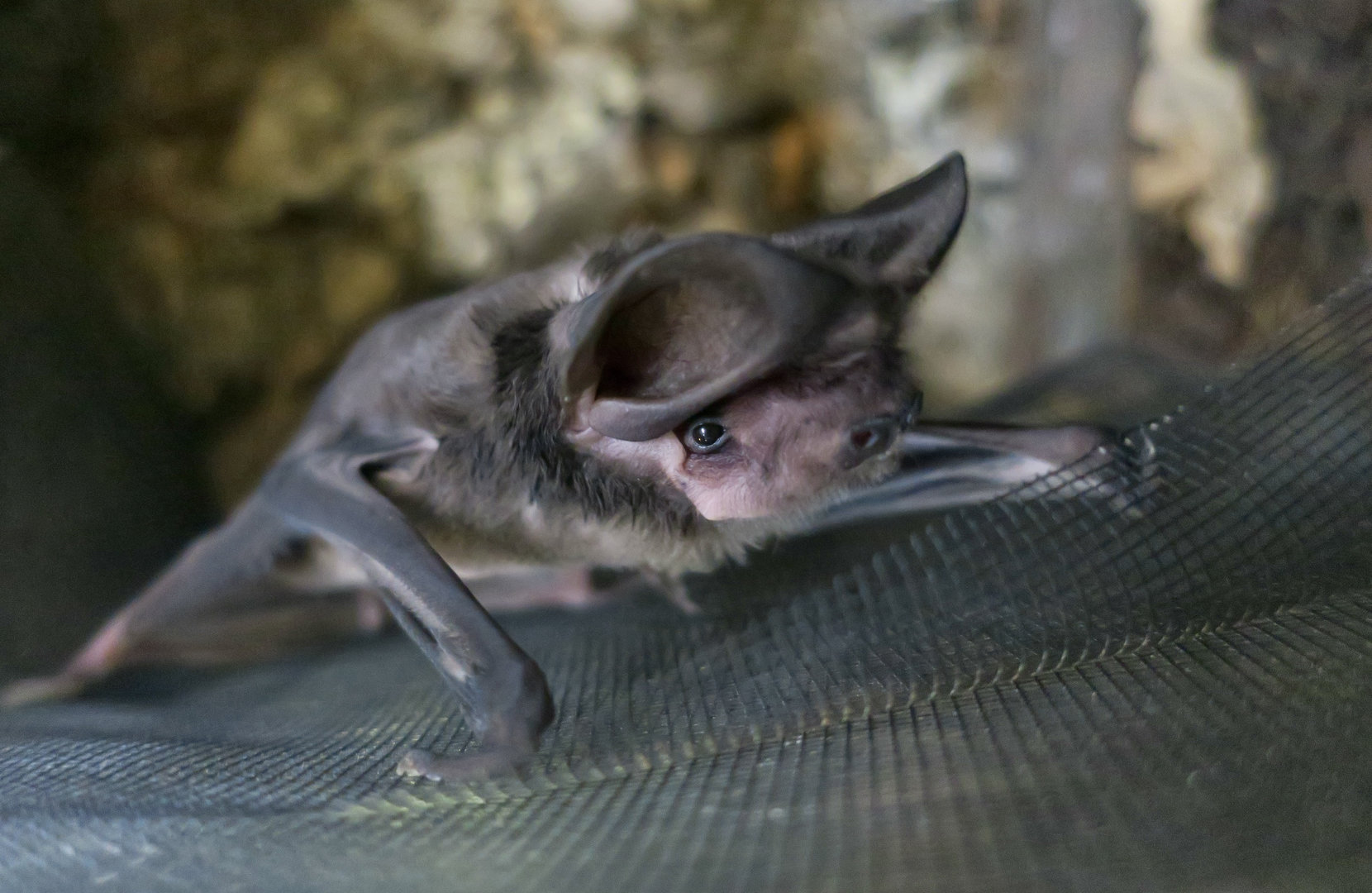 Western Mastiff Bat (Eumops perotis californicus) "Cloud"