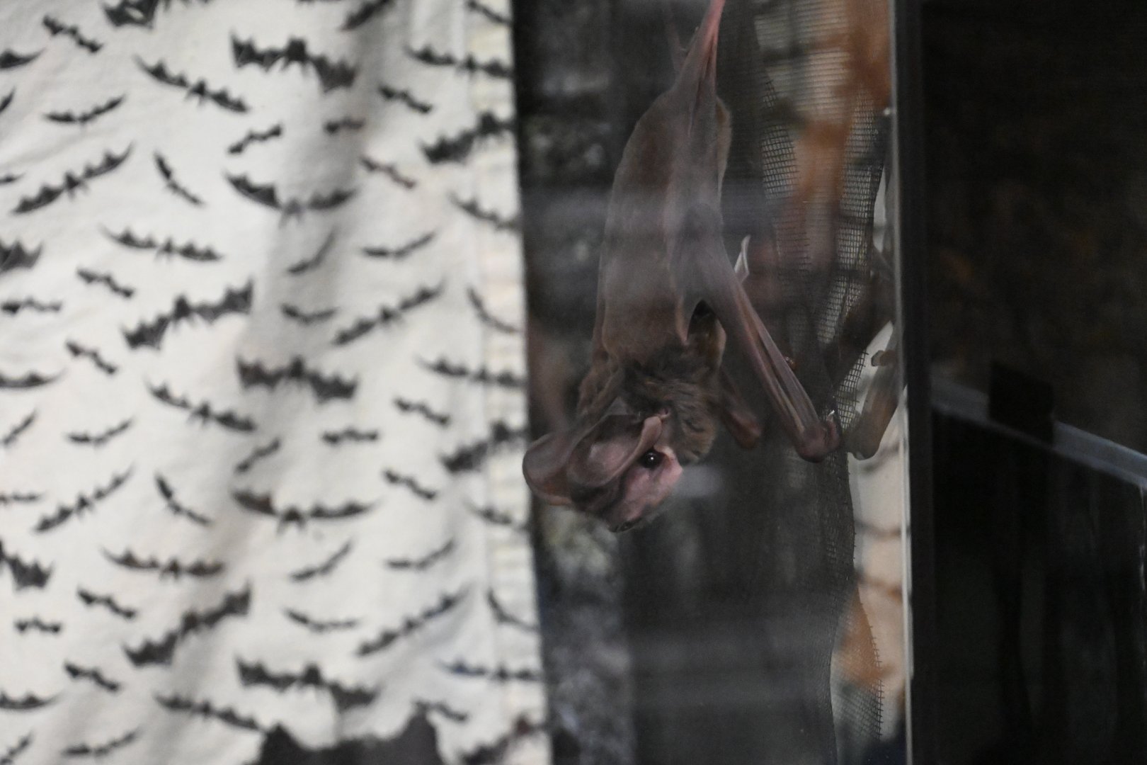 Western mastiff bat (Eumops perotis)