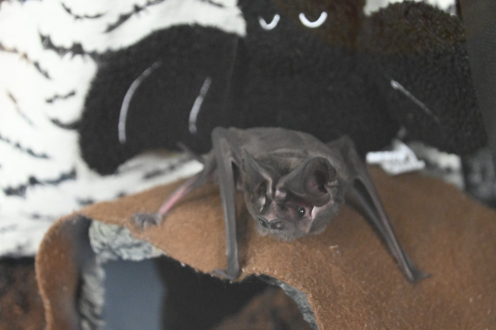 Western mastiff bat (Eumops perotis)