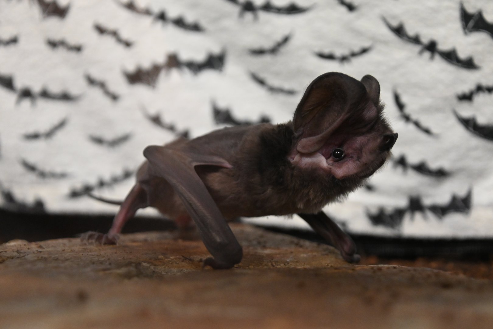 Western mastiff bat (Eumops perotis)