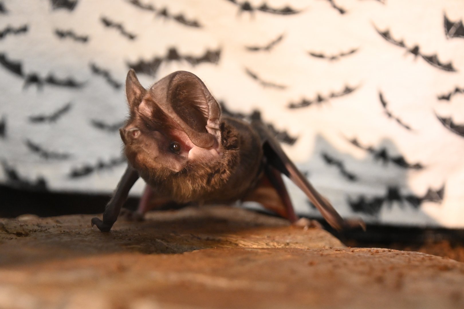 Western mastiff bat (Eumops perotis)