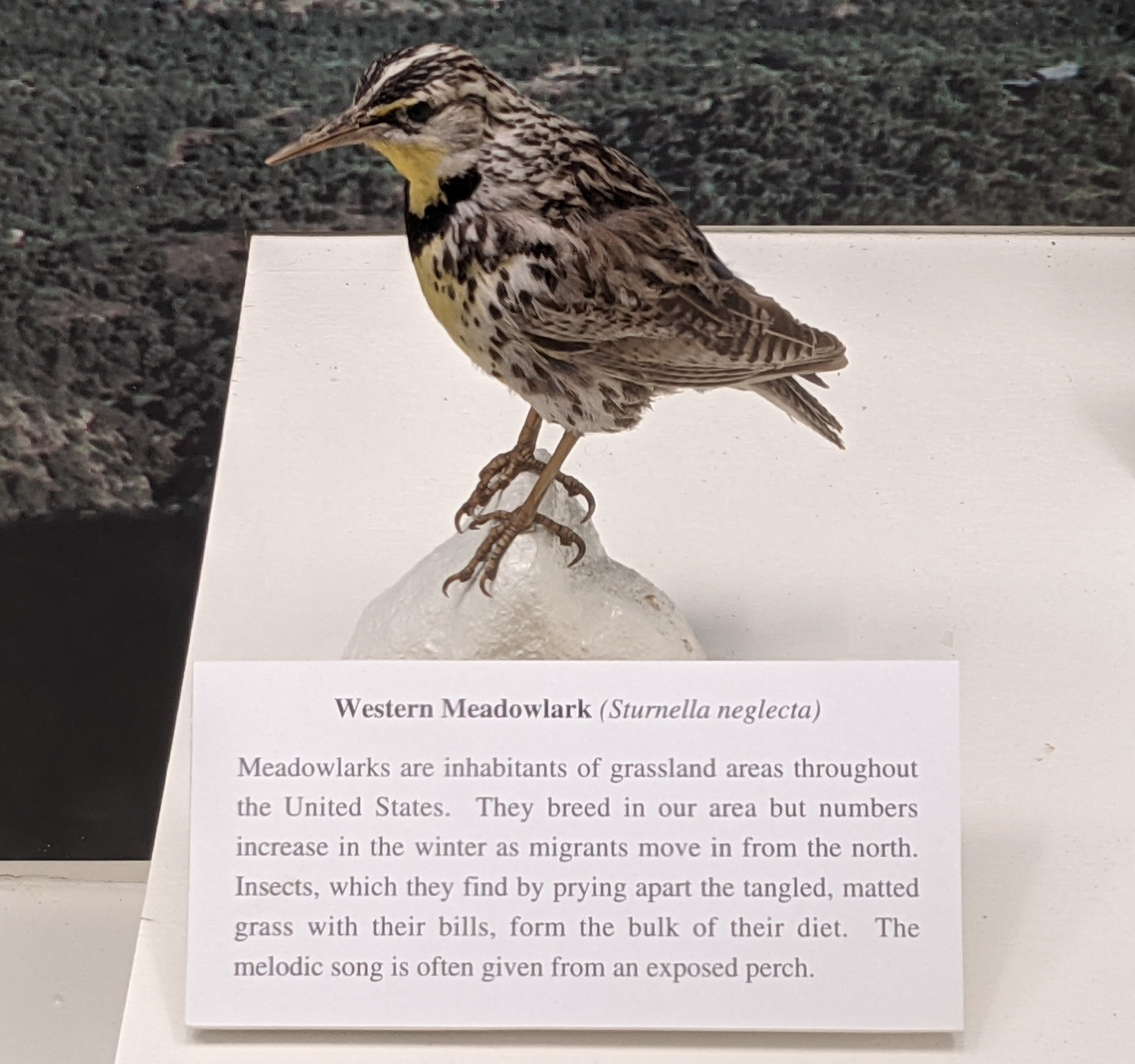 Western meadowlark (Sturnella neglecta)
