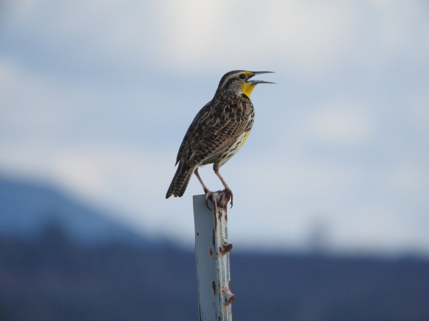 Western Meadowlark