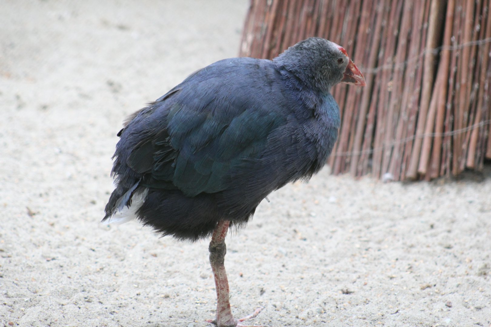 Western Mediterranean Purple Swamphen