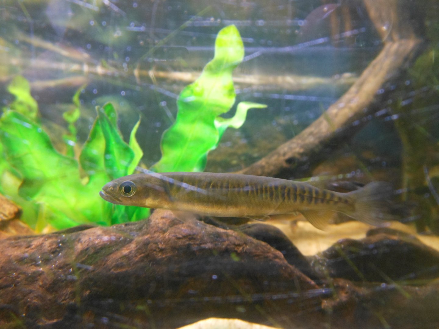 Western Minnow (Galaxias occidentalis)