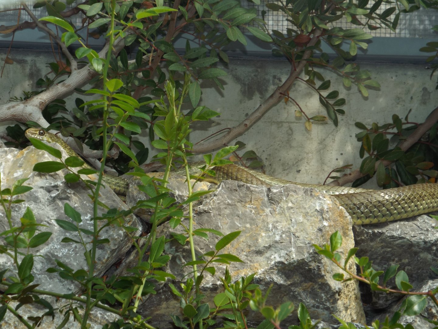 Western Montpellier Snake (Malpolon monspessulanus) at Alpenzoo Innsbruck - April 11 2015