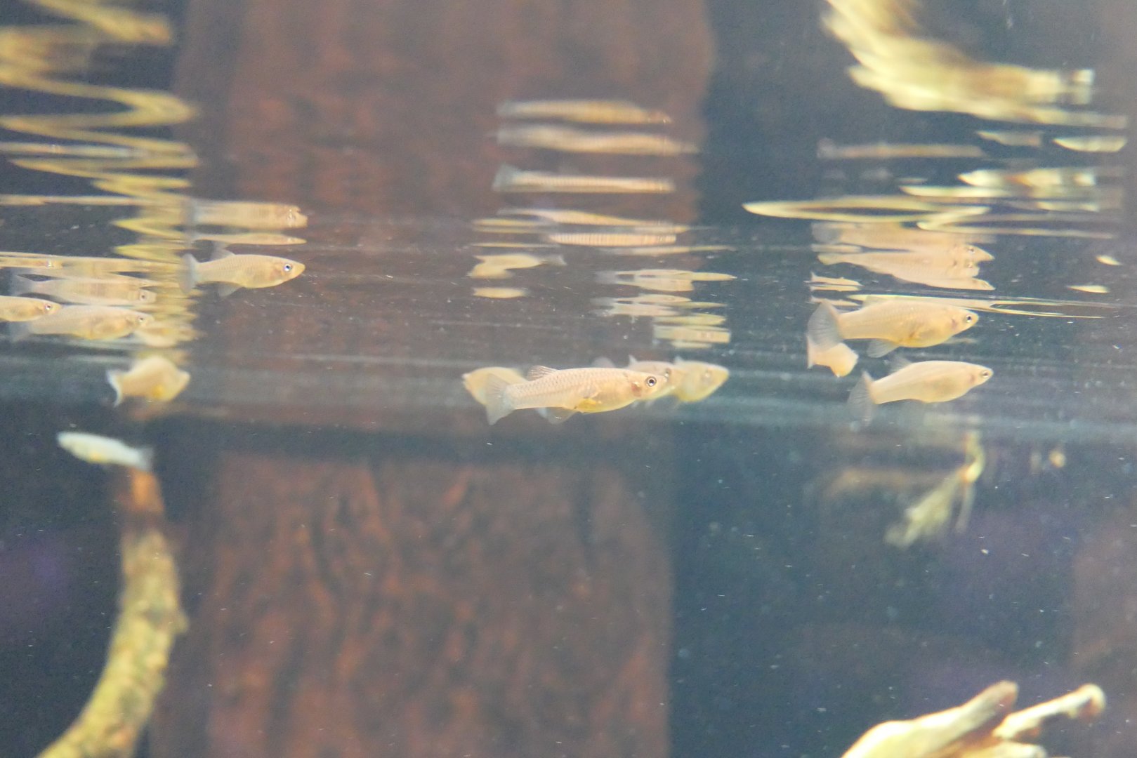 Western Mosquitofish (Gambusia affinis) - Lake Biwa Museum