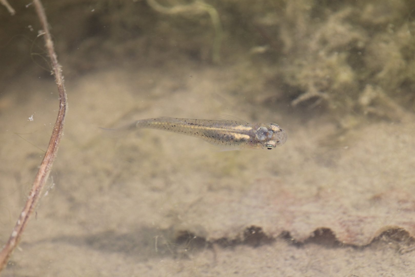 Western Mosquitofish (Gambusia affinis)