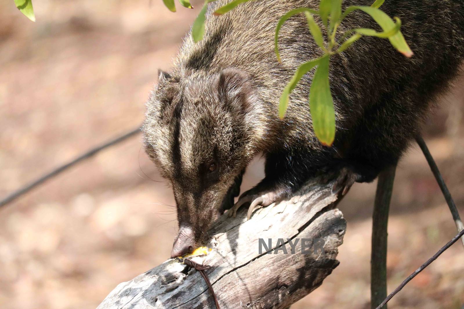 Western mountain coati - Bioparque la Reserva, March 2016
