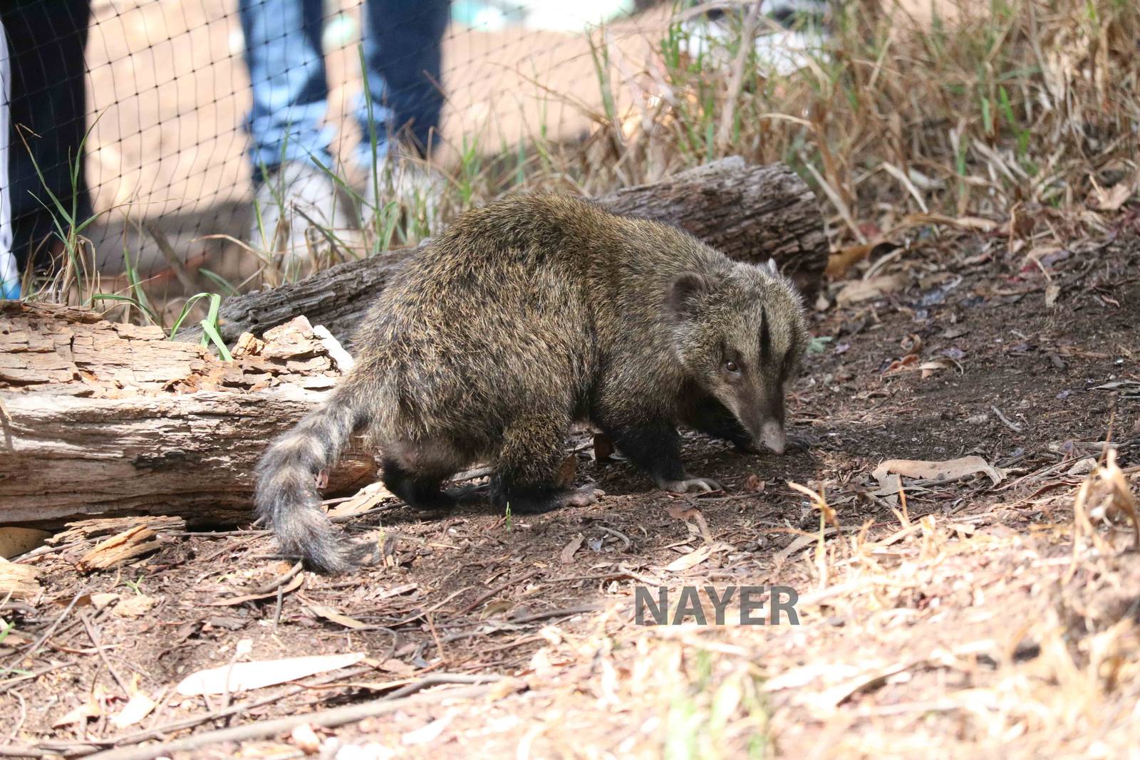 Western mountain coati - Bioparque la Reserva, March 2016