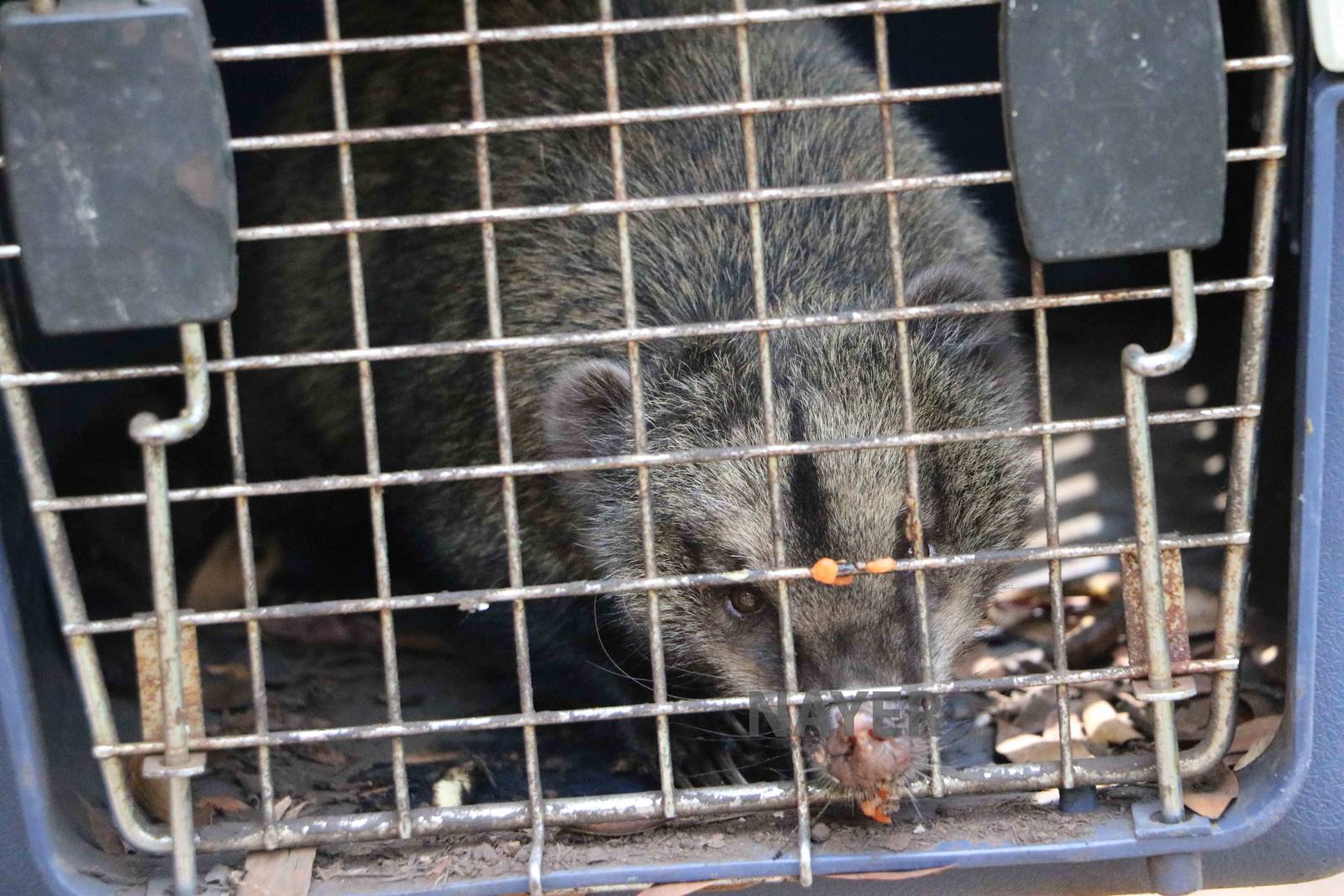 Western mountain coati - Bioparque la Reserva, March 2016