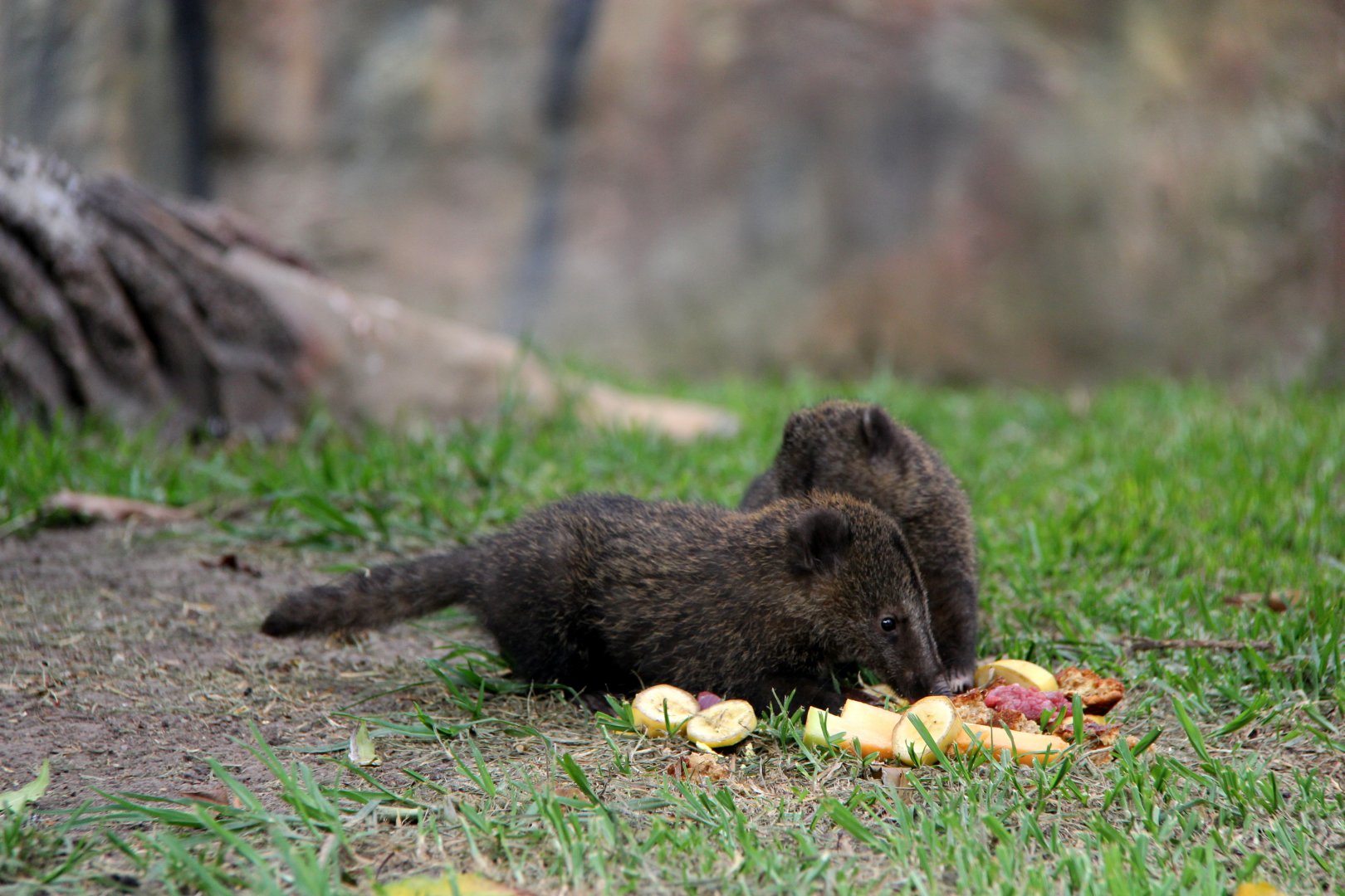 western mountain coati (Nasuella olivacea) young