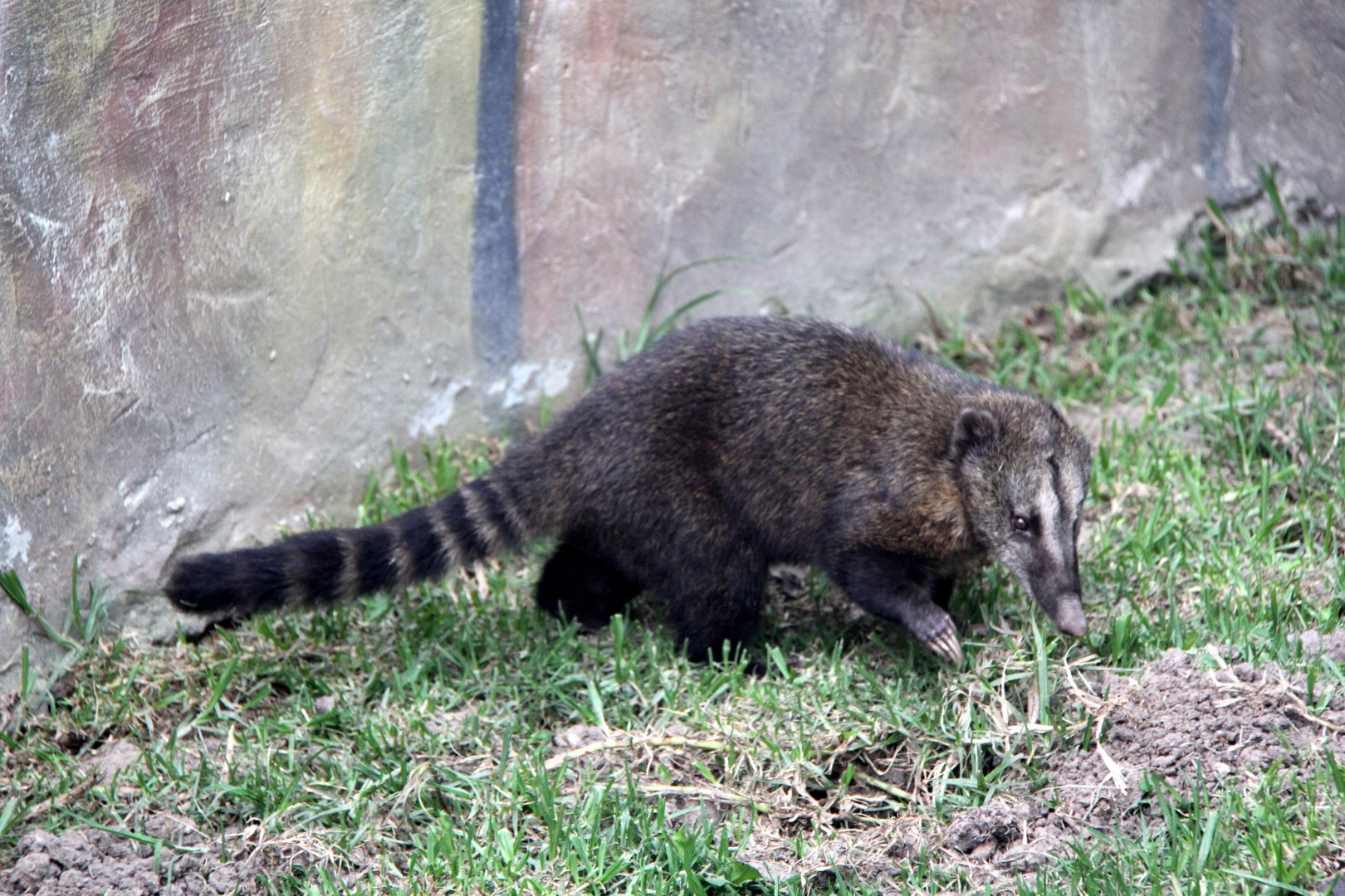 western mountain coati (Nasuella olivacea)
