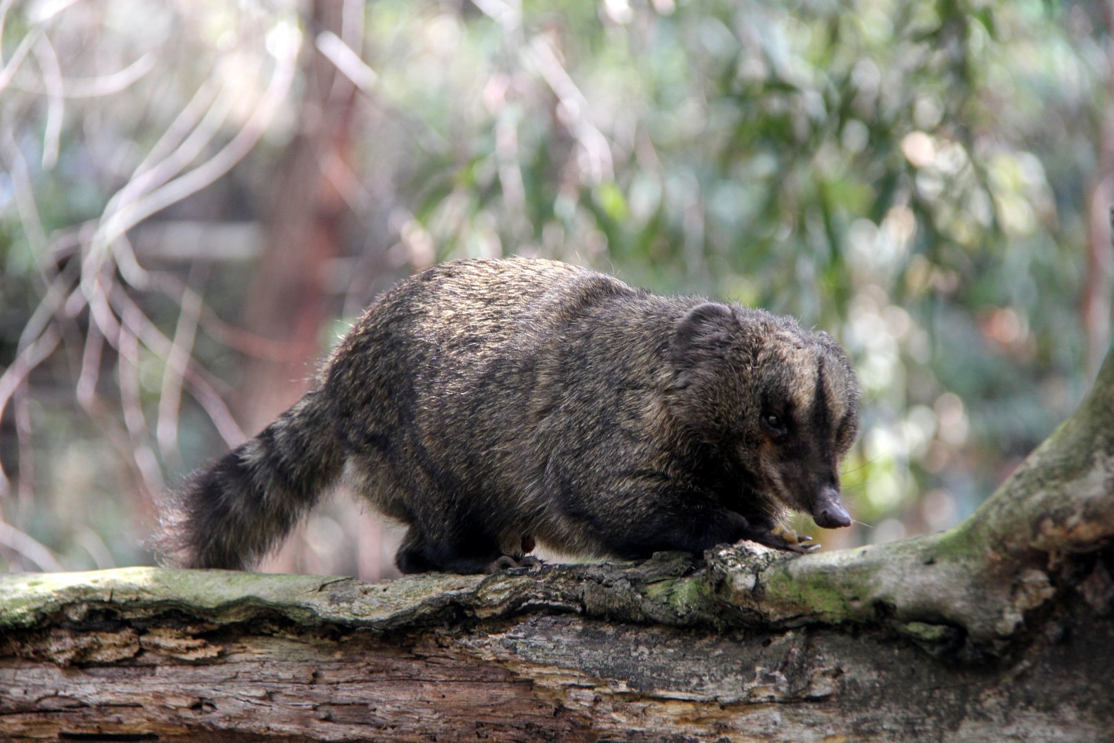western mountain coati or western dwarf coati (Nasuella olivacea)
