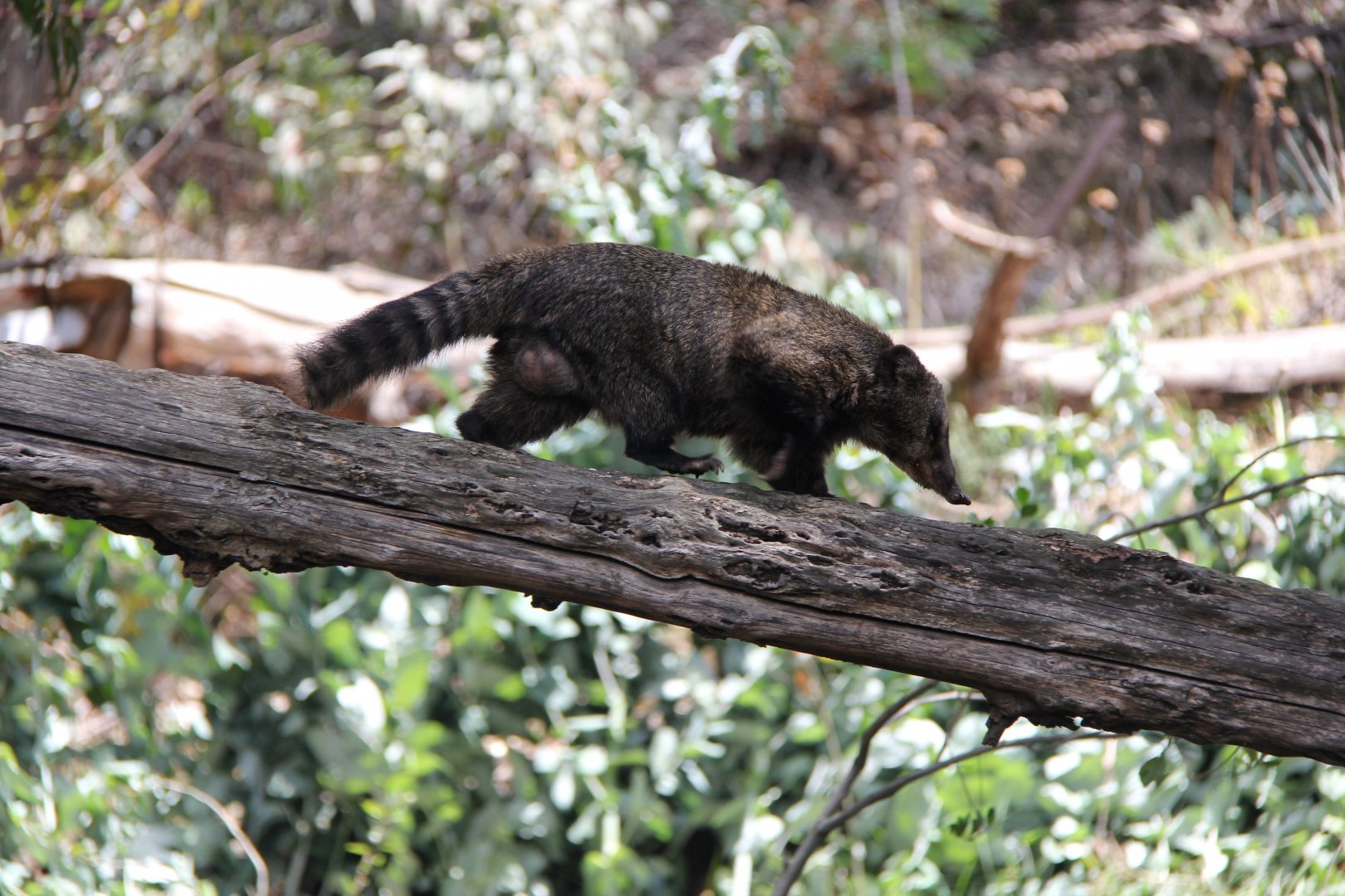western mountain coati or western dwarf coati (Nasuella olivacea)