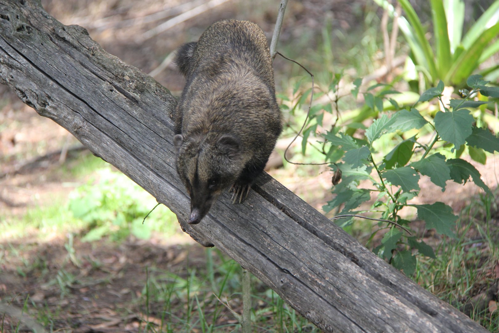 western mountain coati or western dwarf coati (Nasuella olivacea)