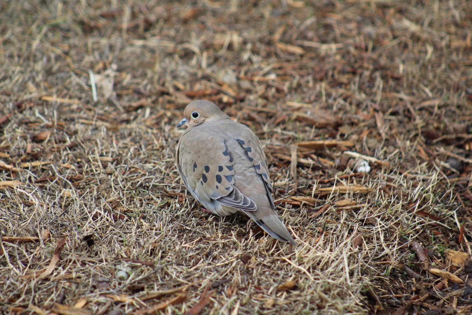 Western Mourning Dove
