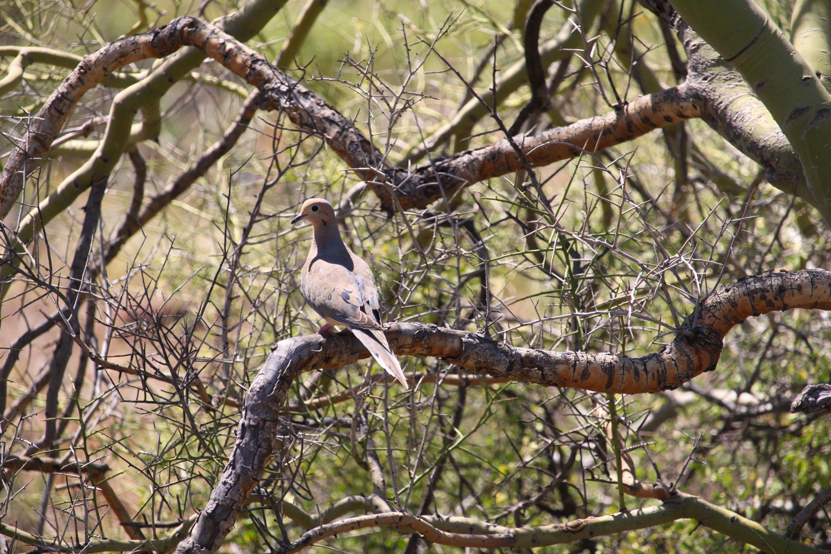 Western Mourning Dove